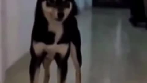 dog training videos 2022