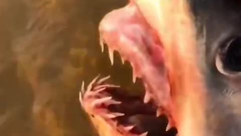 Catching Seafood