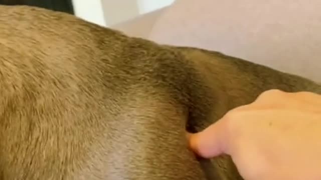 Please check out in smiles in my dog funny video