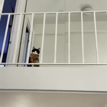 WATCH : Kitty Plays Fetch Like a Puppy 🐈😍 #Shorts #cat_plays_fetch #funny_cats