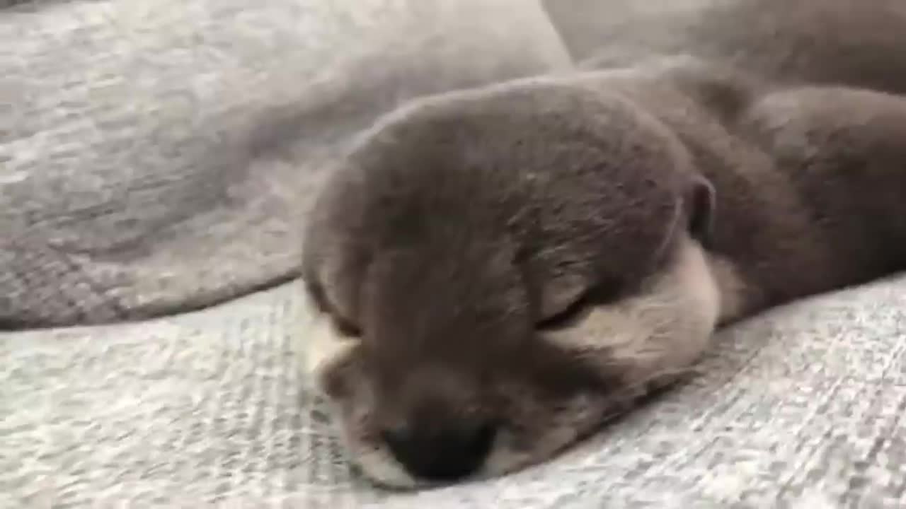 🐾 Cute animals video 📹: Lovely Otter compilation