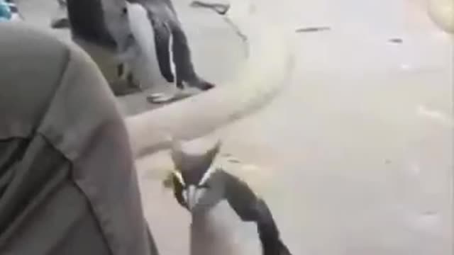 Funny penguin is a little overactive