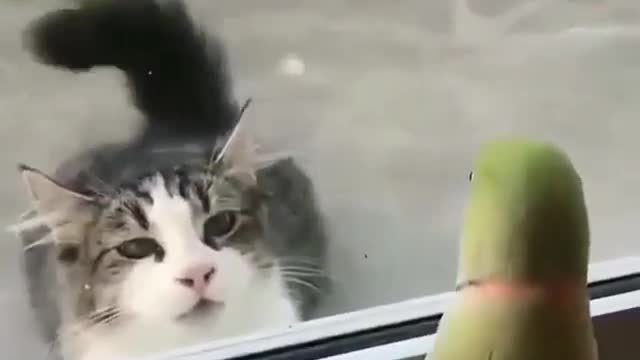 parrot vs cat cute