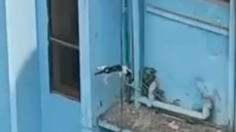 cat falls from a building harmlessly