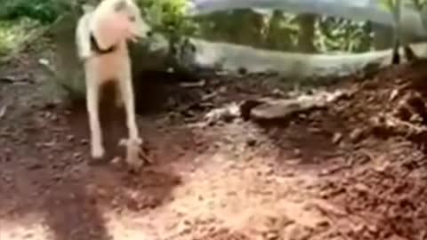 Funny animal incidents 😂 #1