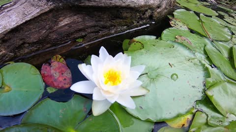 Water Lily