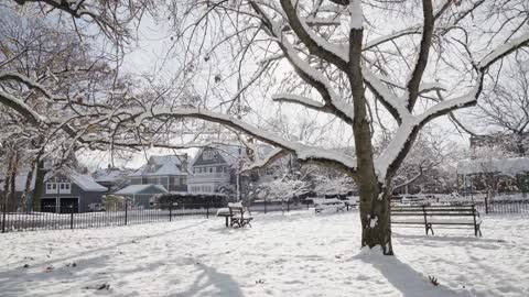 Trees covered in snow