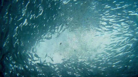 Gigantic bait ball engulfs divers and the result is mind blowing