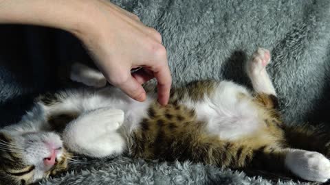 Cute Kitten Sleeps Upside Down Like a Bunny