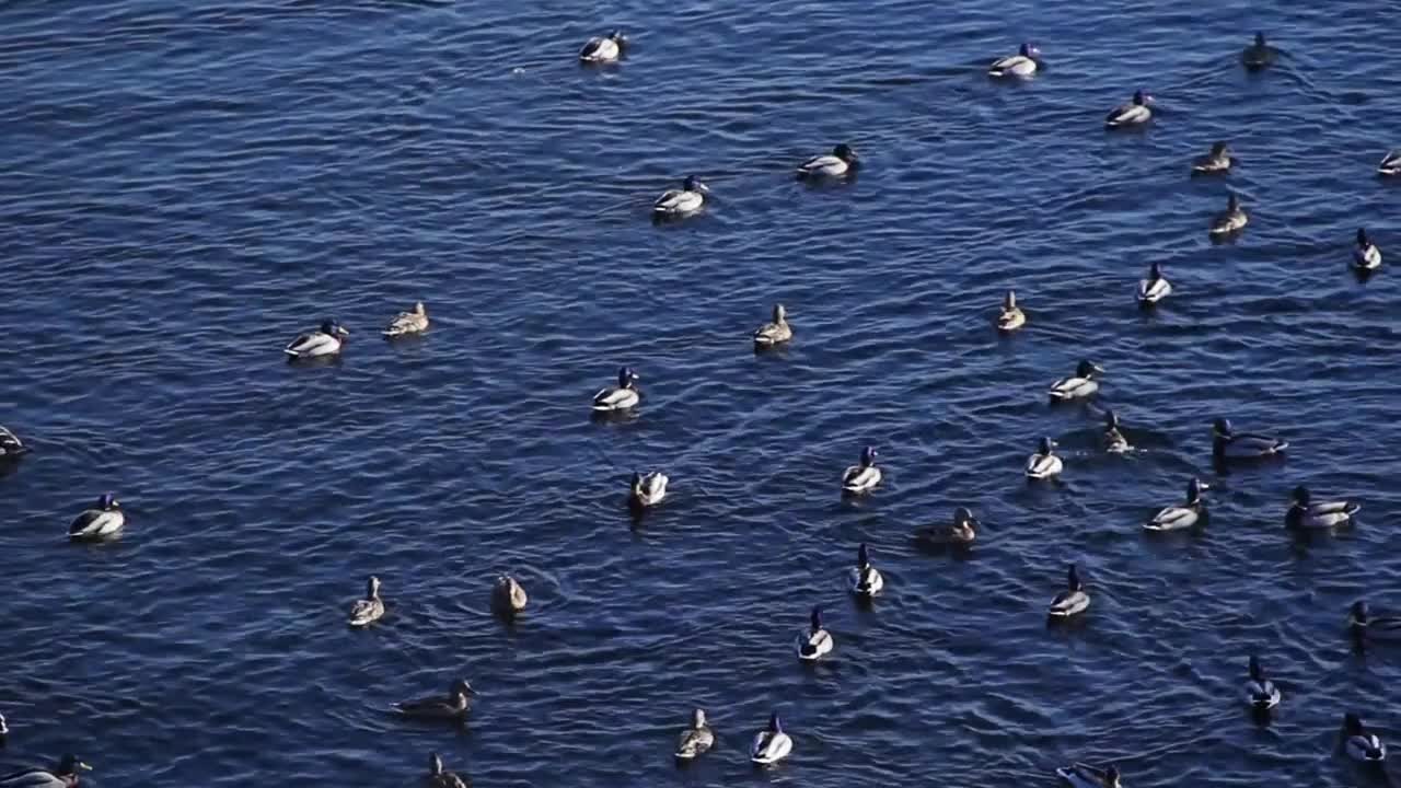 Large number of ducks floating on the river, Mallard ducks swimming in the river