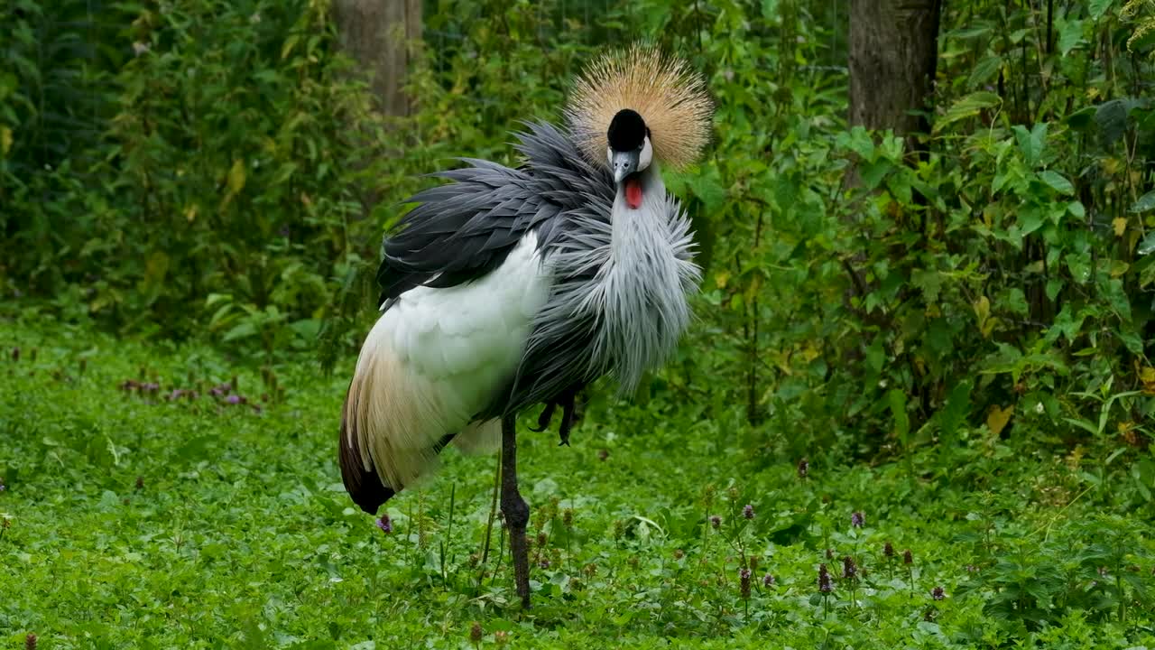 Red-crowned crane