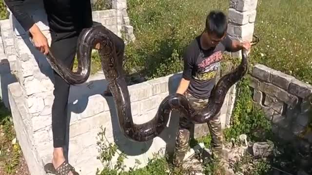 heavy python