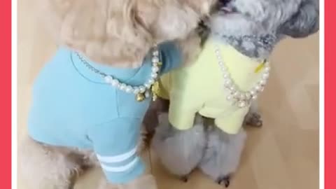 Try not to Laugh | Lovely cute poodle puppies couple