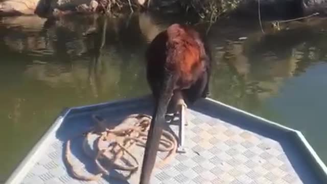 Pescador ve a un extraño animal luchando contra la corriente y se acerca para ayudarlo