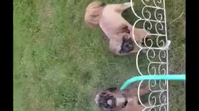 Brown puppie like getting water sprayed on them