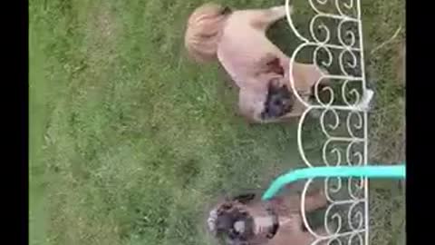 Brown puppie like getting water sprayed on them