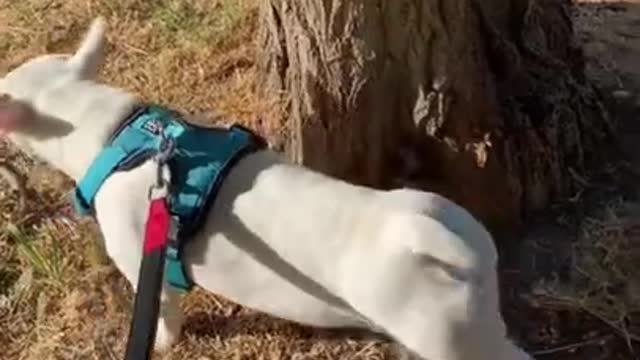 15_Baby-Dogs-Cute-and-Funny-Dog-Videos-Puppy-Dogs-Com