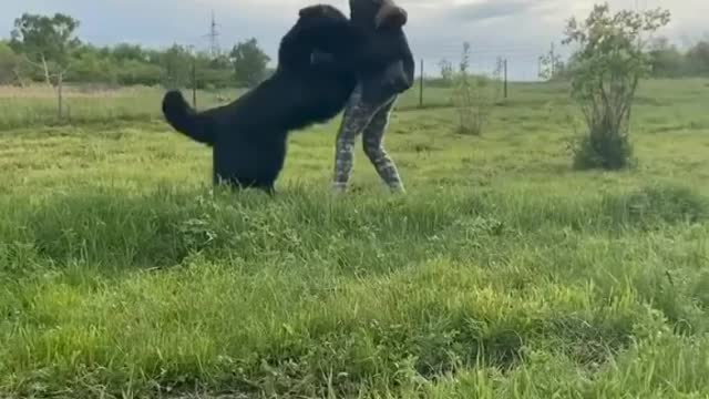 Beautiful black dog