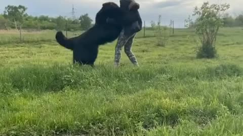 Beautiful black dog