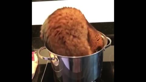 Stewed Kitten in Iron Pot