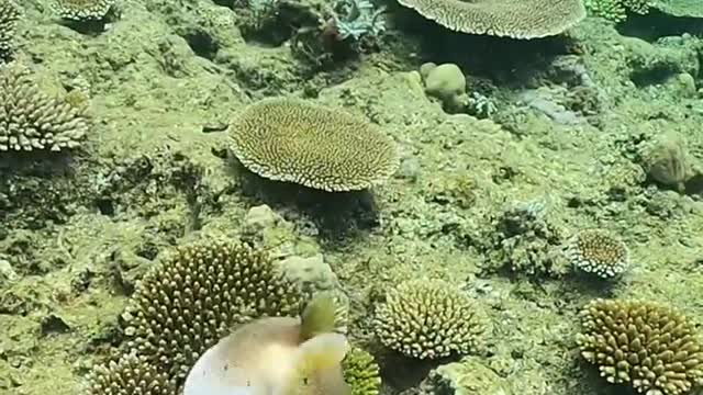 Beneath the ocean🌊 fish Glubs grubbing
