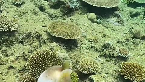 Beneath the ocean🌊 fish Glubs grubbing