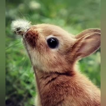 The cutest babies animals