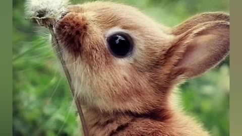 The cutest babies animals