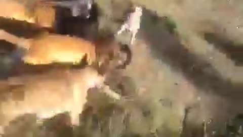 boergreys kill baboon