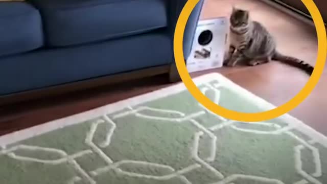 Cat Pulls Magic Trick On Dog Brother | The Dodo