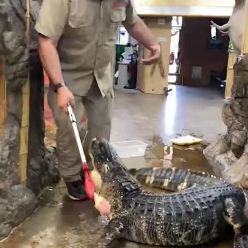 Darth Gator Loves His Chicken! 🤣 🐊