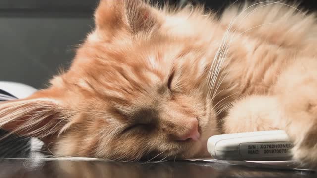 Cute Cat sleeping.This video will make you feel sleepy too