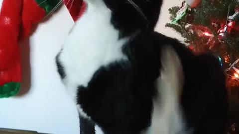 CUTE ANIMAL VIDEO. CUTE CAT. CHRISTMAS TREE.