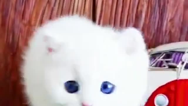Cute Cat | Cute Pets Funny Animals Compilation