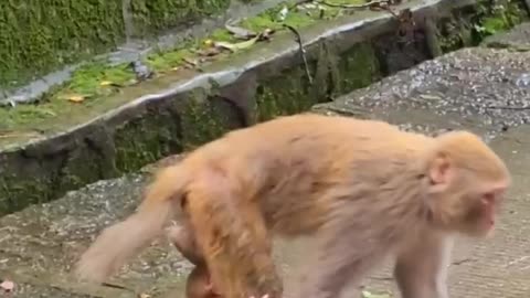 monkey playing