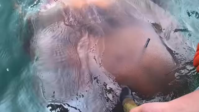 Best Asian Fishing 🐟 Primitive Fishing Techniques