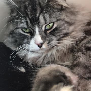 SUCH A CUTE YAWNING & SLEEPING CAT!!!!