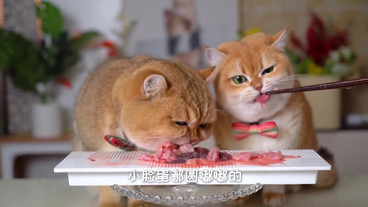 Cute Funny Cat Videos Eating Food ASMR video