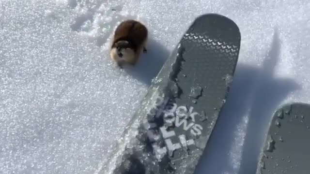 Skier encounters a highly territorial rodent on the slopes