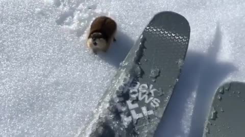 Skier encounters a highly territorial rodent on the slopes
