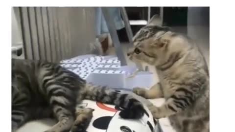 Cat and Cat