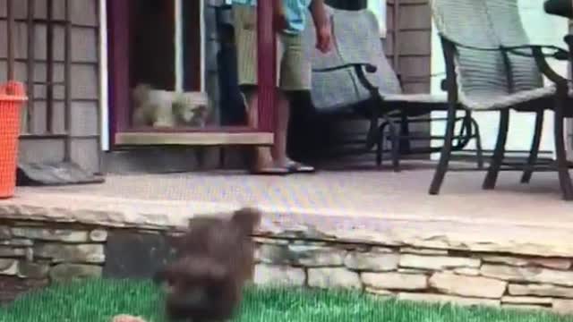 Puppy jumps to catch toy and faceplants