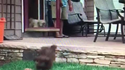 Puppy jumps to catch toy and faceplants