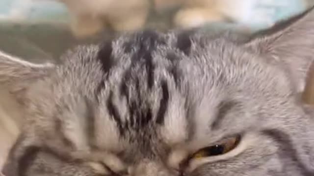 Cats eat snacks