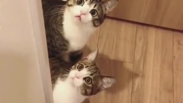When two cute kittens look at you, will you be moved?