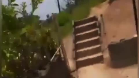 Funny animal