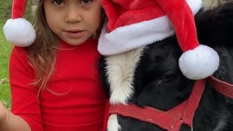 Girl And Calf Are On The Nice List