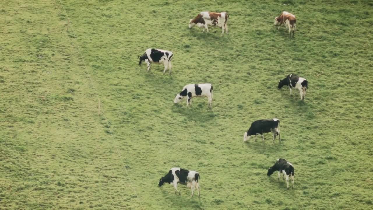 Beautiful wide bird view shot of cows grazing