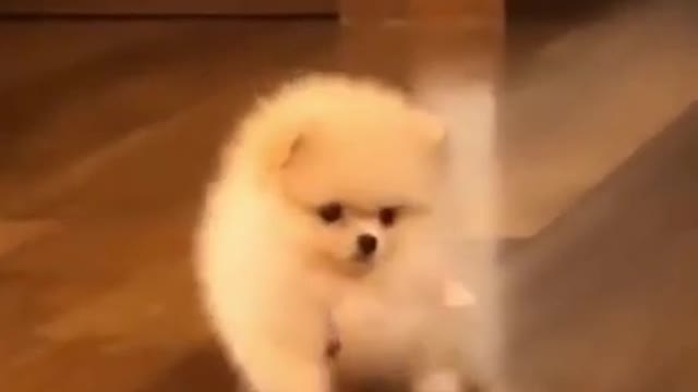 Cute Dog Crawling