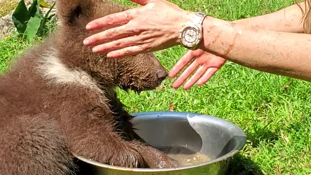 Endangered Baby Bear Plays in Water Bowl